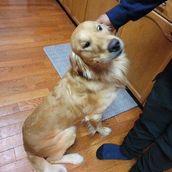 Purebred Golden Retriver looking for Forever Home