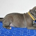 American Pit Bull Terrier puppy for sale-1