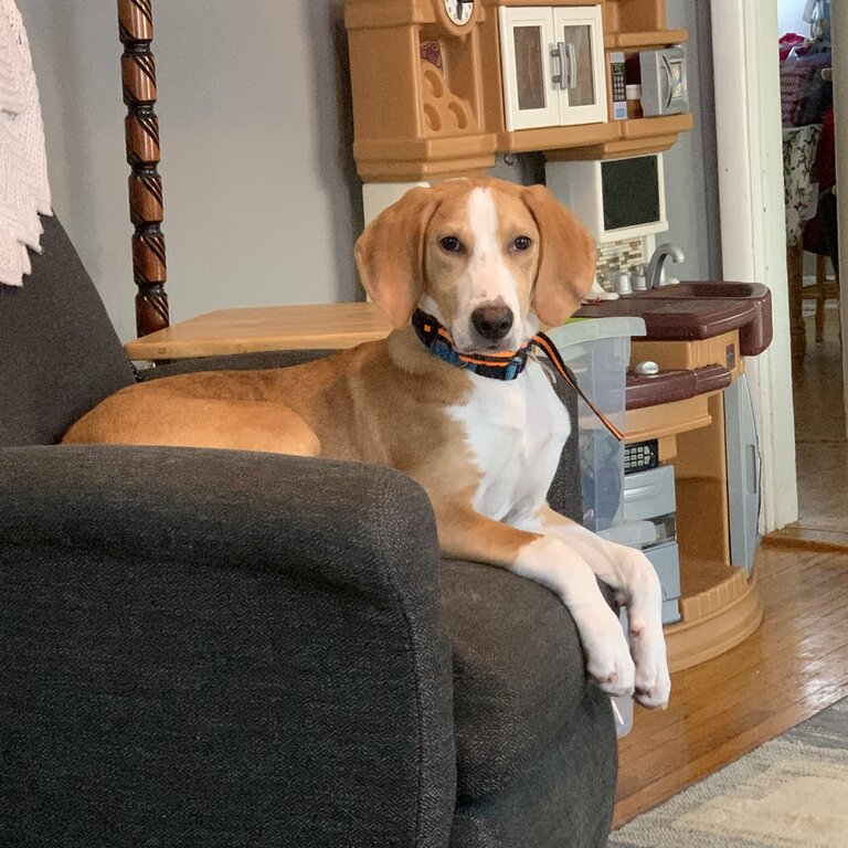 Walker Coonhound 