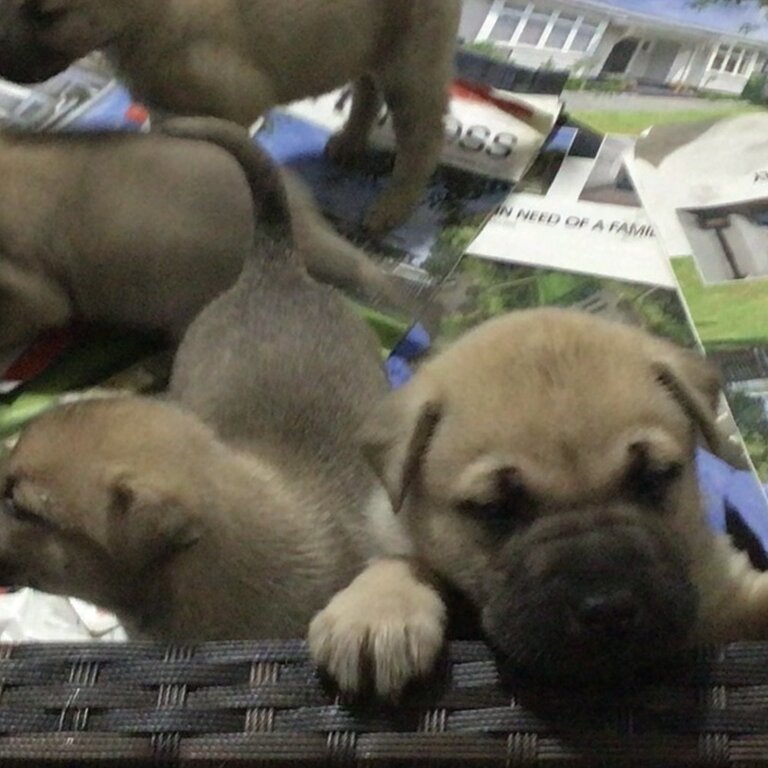 Shar pei x pups