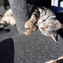 BENGAL SILVER MARBLE MALE 3YRS 2mths,(Born Feb 2019 )-1