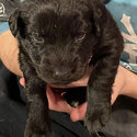 Puppies!!! Black-Lab German-Shepherd Golden-Retriever Mix (REGINA SK) -2