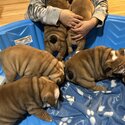 Bulldog Anglais chiots/ Englishh Bulldog puppies-0