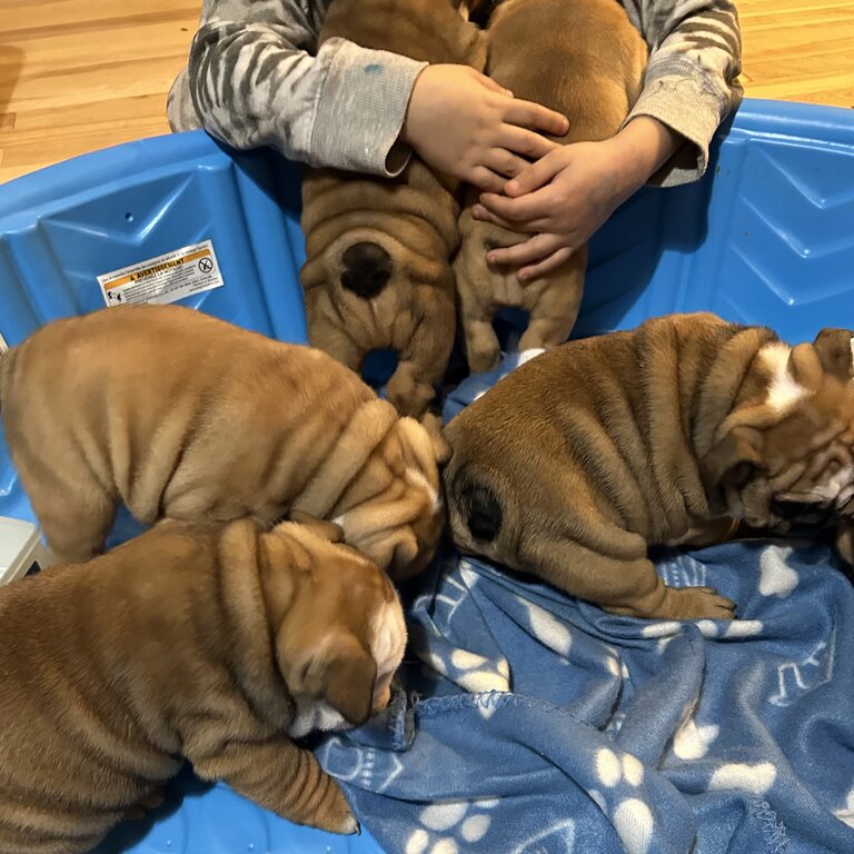 Bulldog Anglais chiots/ Englishh Bulldog puppies