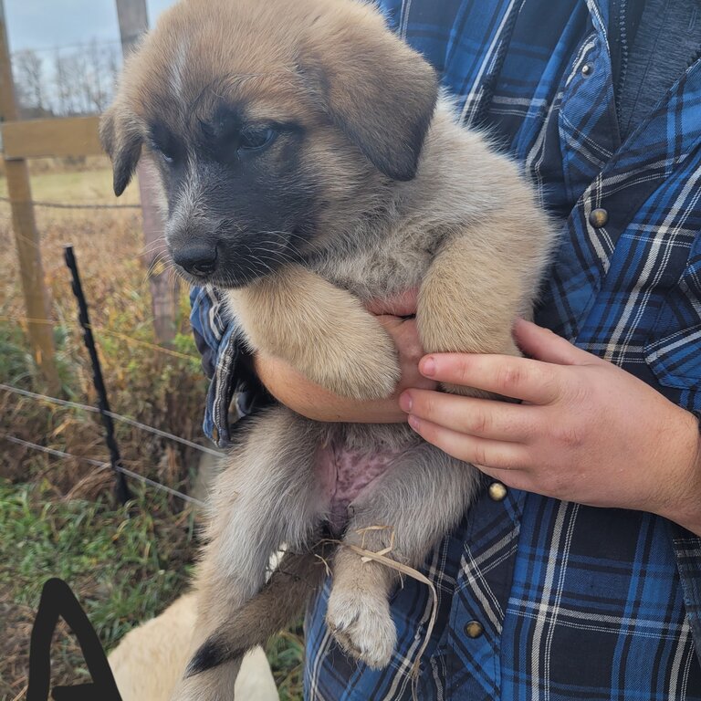 German Shepherd Cross Puppies