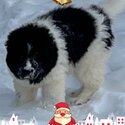 BEAUTIFUL CUTE AMAZING NEWFOUNDLAND LANDSEER PUPPIES-3