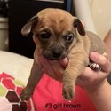 Brindle Chihuahua, chocolate girl long -2