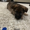 German shepherd puppies forsale-3