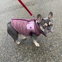 AKC Female French Bulldog-4