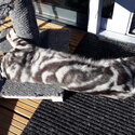 BENGAL SILVER MARBLE MALE 3YRS 2mths,(Born Feb 2019 )-0