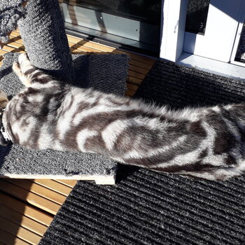 BENGAL SILVER MARBLE MALE 3YRS 2mths,(Born Feb 2019 )