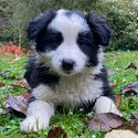 Purebred long haired border collie pups-4