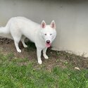 Nanuq the white Husky-5