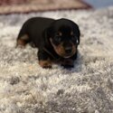 2 mini Dachshund puppies-2