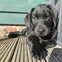 2 weeks purebred black labrador puppy (boy)-2