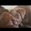 Purebred chocolate labs -3