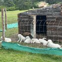 Great Pyrenees/Maremma-4