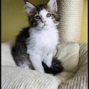 Adorable Maine Coon kitten-0