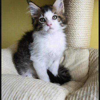 Adorable Maine Coon kitten