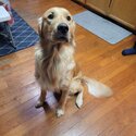 Purebred Golden Retriver looking for Forever Home-1