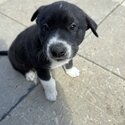 Puppy’s for sale-4