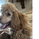 Miniature Poodle -1