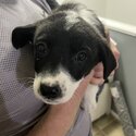 Chesapeake x border collie puppies -4