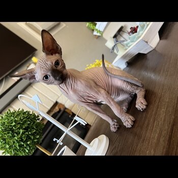 SPHYNX KITTENS FOR SALE