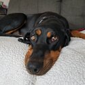 Black and tan coonhound -5