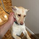 Lab and corgi mix for rehoming-0