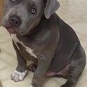 American Bully sweetheart waiting for his forever family-0