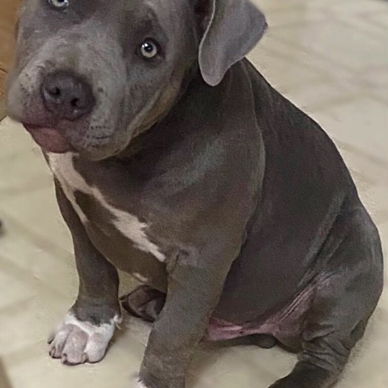 American Bully sweetheart waiting for his forever family