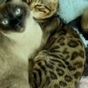 One pure bred bengal 4 years old one pure bred savanna 2 years old -1