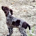 Beautiful German Short-haired Pointer puppy for sale -1