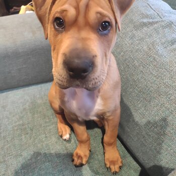 15 week old Shar pei cross, male