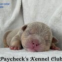 American POCKET Bullies! Top quality bloodlines!!!-0