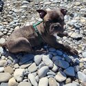 Adorable Frenchton Puppy-1