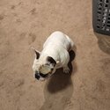 French Bulldog-2