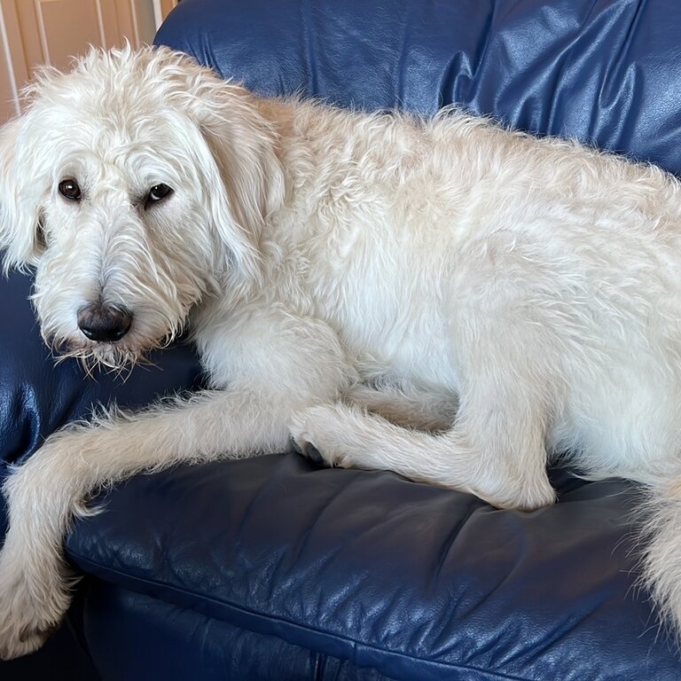 1 year old male neutered  Labradoodle 