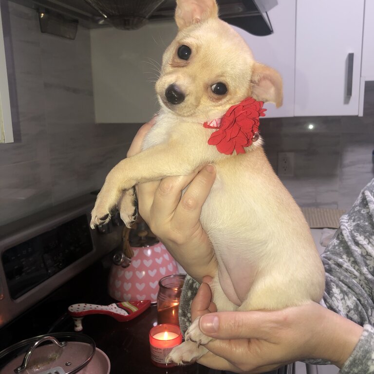 Chihuahua applehead