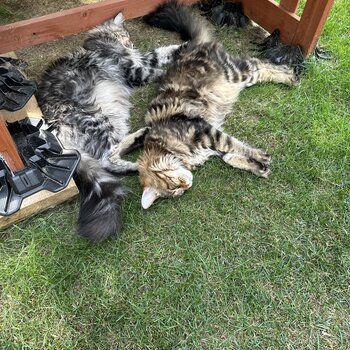 Two Maine coons from the same litter. Both tabby, one brown and the other gray.. Fully vaccinated 