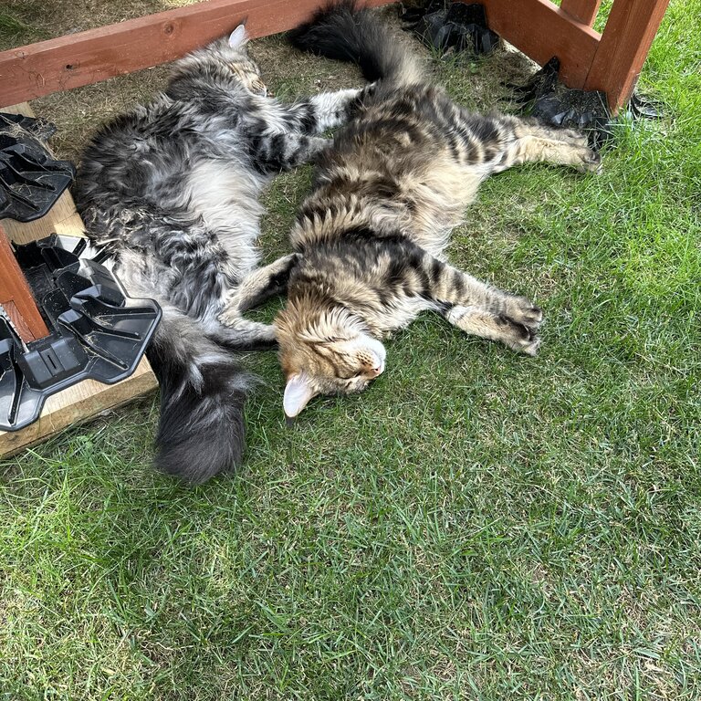 Two Maine coons from the same litter. Both tabby, one brown and the other gray.. Fully vaccinated 