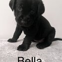 Beautiful Black Lab Puppies-1