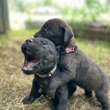 Purebred Mastiff puppies-5