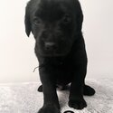 Beautiful Black Lab Puppies-2