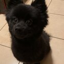 Female Black Pomeranian -1