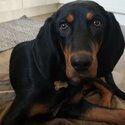 Black and tan coonhound -2