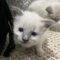 Blue point Siamese kittens-0