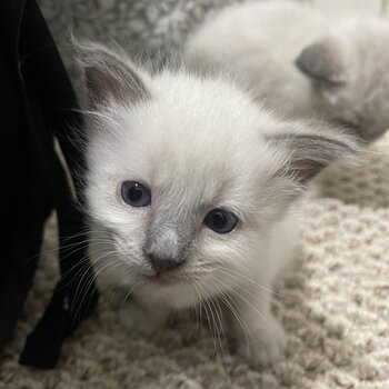 Blue point Siamese kittens