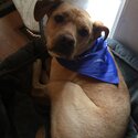 9 year old male (neutered) dog Rocky for rehoming -4